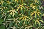 花叶木薯