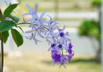 皱叶蓝花藤（大叶蓝花藤）