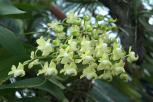 香花指甲兰