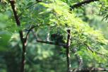 赤腹松鼠 Callosciurus erythraeus