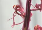 紫花羊耳蒜