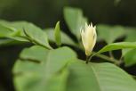 白兰（Michelia alba）