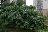 大花茄