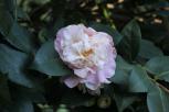 宫粉香水茶花-花