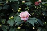 宫粉香水茶花-花