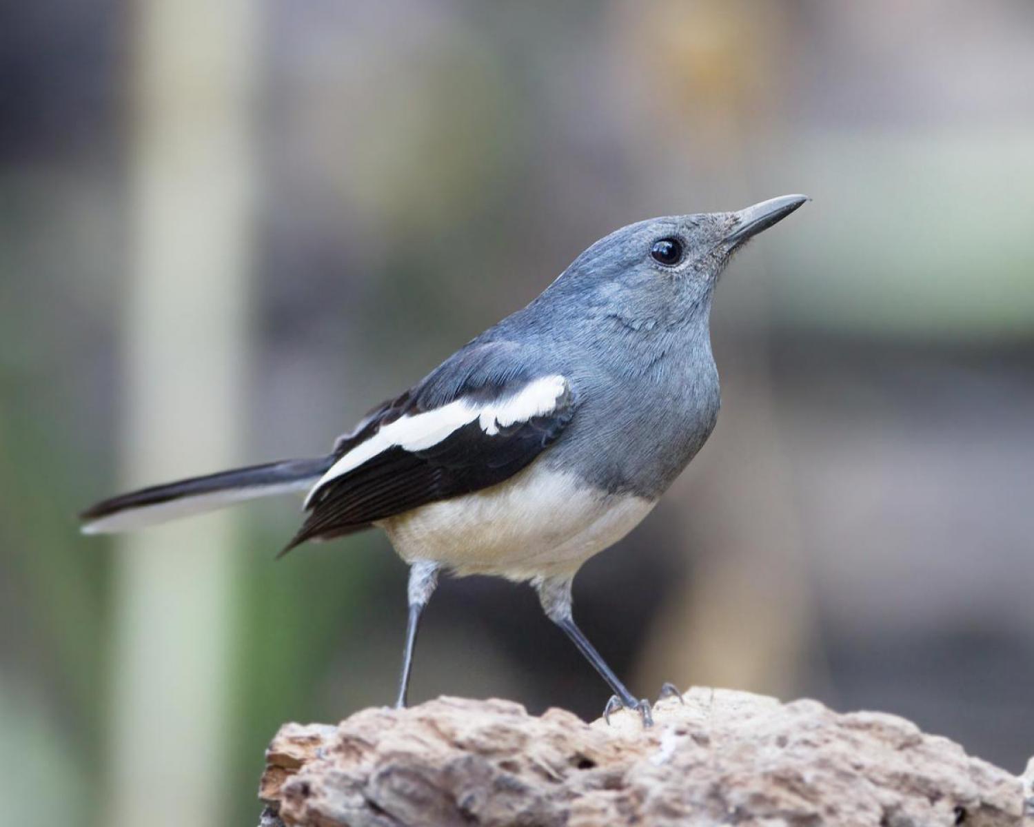 copsychus-saularis-ang-khang-female-w-1500.jpg