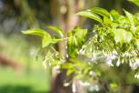 水茉莉