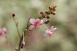 花叶土人参（斑叶土人参）