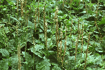 车前草