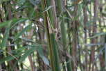 慈孝竹 02