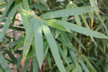 慈孝竹 01