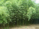 慈孝竹 03