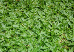 大叶油草 01