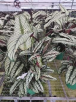 白双线竹芋