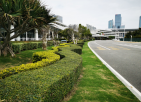 基及树