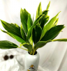 青铁朱蕉