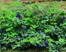 重瓣蝴蝶花豆