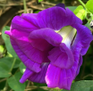 重瓣蝴蝶花豆-花