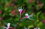 红白忍冬-花