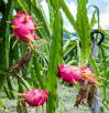 selenicereus-undatus-dragon-fruit-cactus